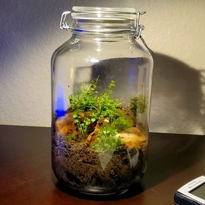 Beautiful/Established Terrairium/Ecosphere